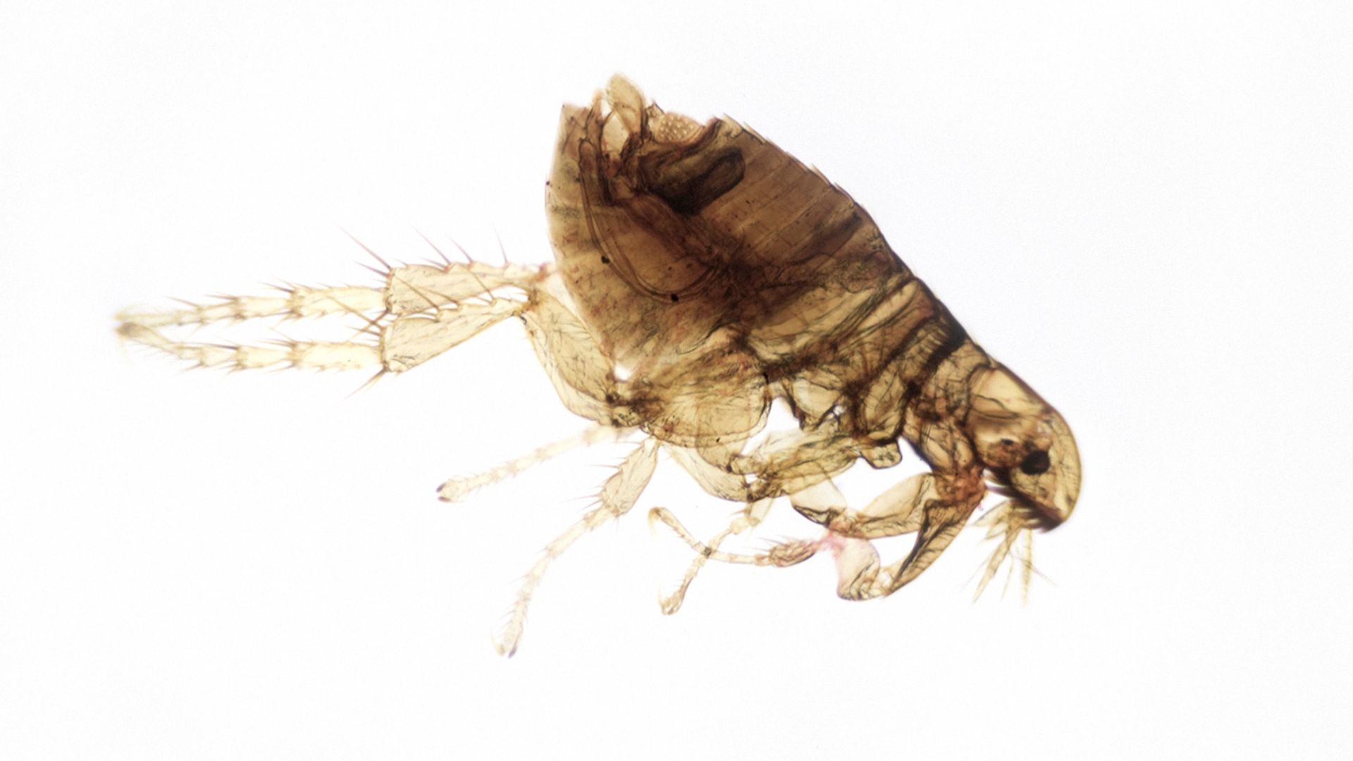 Photo inspiration: Gallery Detail: Professional Flea Control Services
